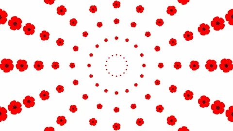 Red flower circles background white Stock Footage 231684783