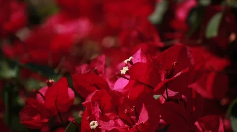 Red Flower Close 2 Stock Footage 738458