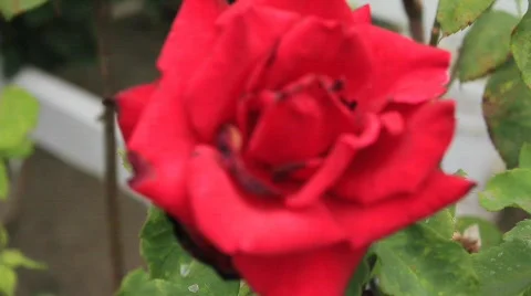 Red Flower Close 3 Video stock 759510