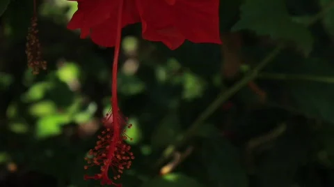 Red Flower Close Stock Footage 738582