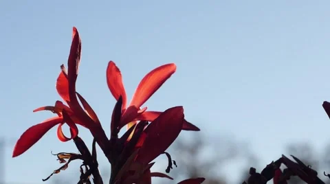 Red Flower Close Up Video stock 40723365