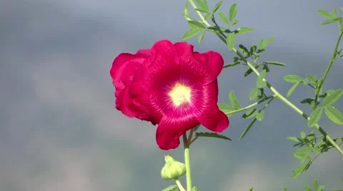 Red flower close up 스톡 동영상 41194238