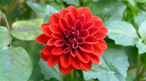 Red Flower Close Up Stock Footage 53878449