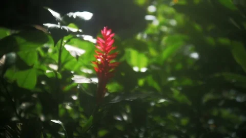 Red Flower Close Up Stock Footage 90588726