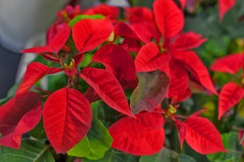 Red flower  close up Stock Photos