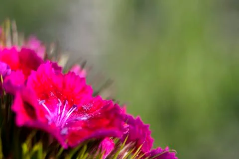Red flower close up Stock Photos
