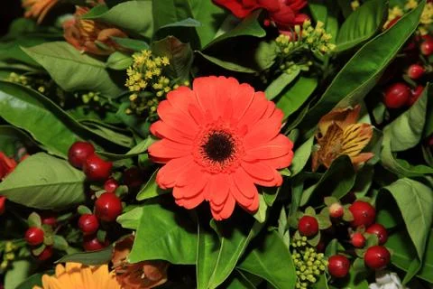 Red flower close-up Stock Photos
