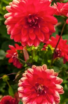Red flower close up Stock Photos