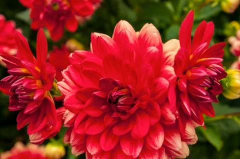 Red flower close up Stock Photos