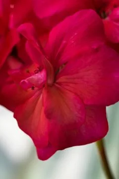 Red flower close up Stock Photos