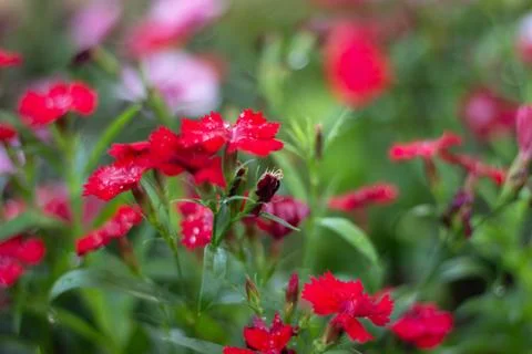 Red flower close up Stock Photos