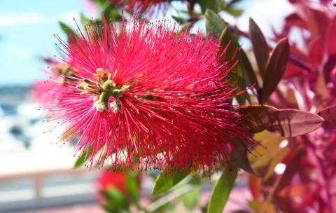 Red flower close up Stock Photos