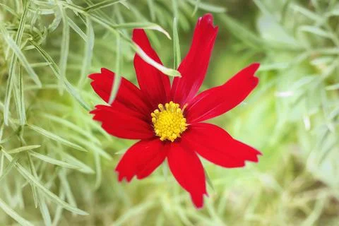 Red flower close up Foto stock