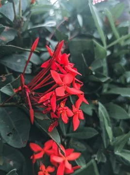 Red Flower Close Up Stock Photos