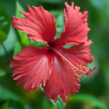 Red flower closeup Stock Photos