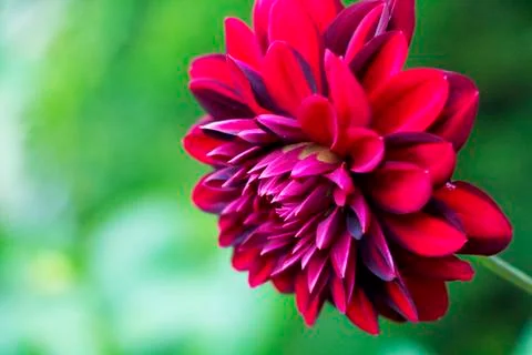 Red flower closeup Stock Photos