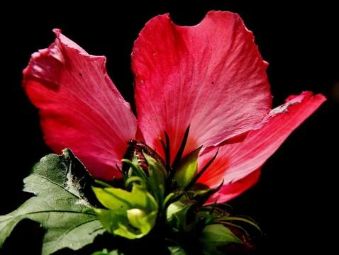 Red flower closeup. Stock Photos