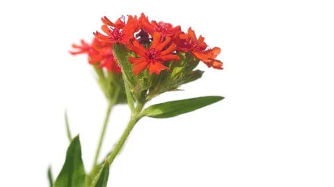 Red flower closeup on white background Stock Footage 93886379