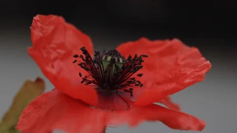 Red Flower CloseUp in the Wind Stock Footage 128045150