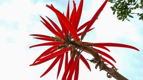 Red flower with cloudy sky Foto stock