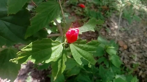 Red flower cocoon close up Stock Footage 114574046