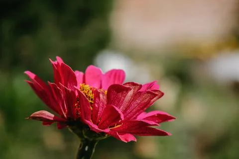 Red flower with copyspace on the right Foto stock