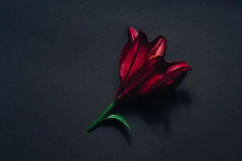 Red flower on dark gray flat lay background 스톡 사진