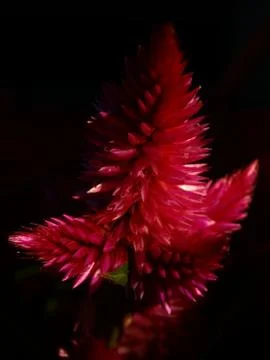 Red flower in the dark Stock Photos