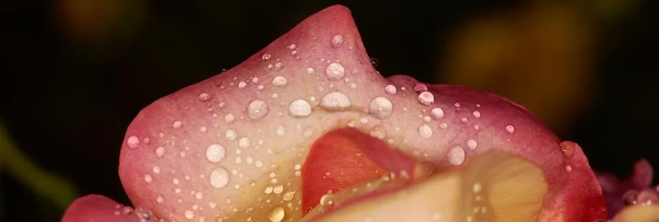 Red flower with dew drops close-up Фото