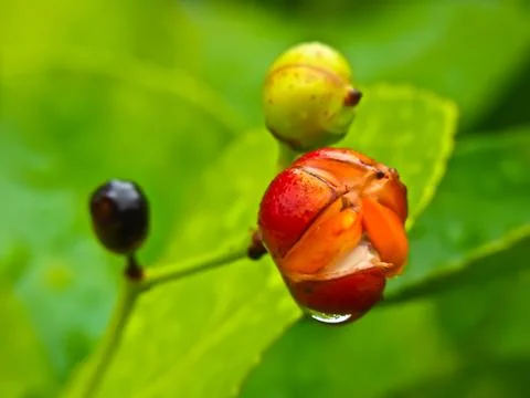 Red flower with dew Stock Photos