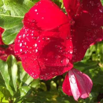 Red flower with dew Stock Photos