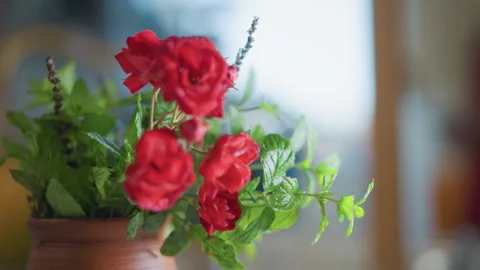Red flower display. Cozy kitchen floral arrangement. Vivid red roses in Stock Footage 346402031