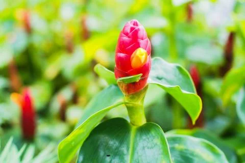 Red Flower do not bloom Stock Photos