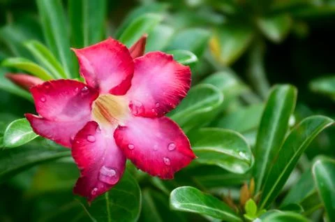 Red flower with drop Stock Photos
