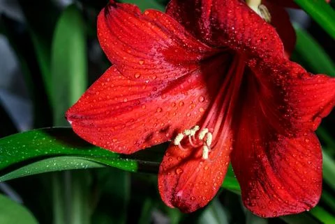 Red flower with drops closeup Stock Photos