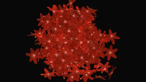 Red Flower Explosion full ultra HD 4k RGB + ALPHA transparent background Stock-Footage 87867133