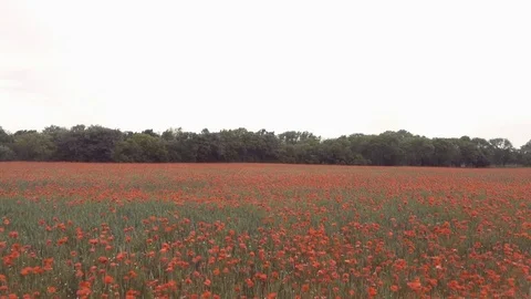 Red flower field Stock Footage 79625536