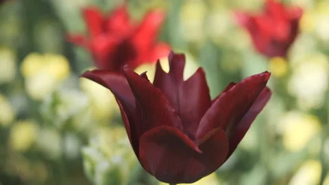 A red flower in a field. Stock Footage 231063801