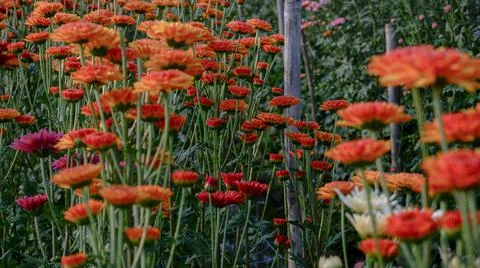 Red flower field Stock Photos