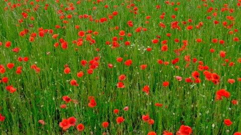 Red flower field in spring time Stock Footage 155014363