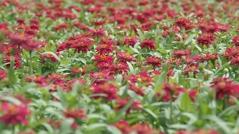 Red flower fields Stock Footage 84469291