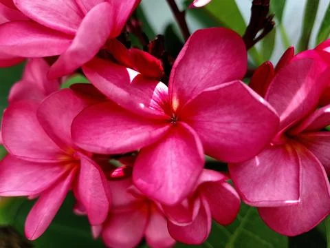 Red flower with five petals Stock Photos