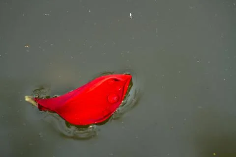 A red flower floats on the surface of the slightly dirty water Stock Photos