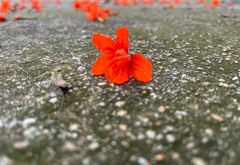 Red flower on the flow Stock Photos