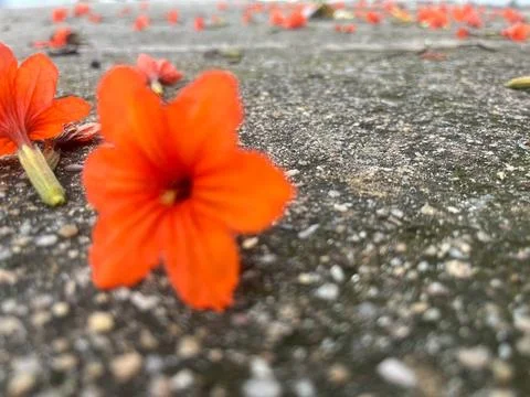 Red flower on the flow Stock Photos
