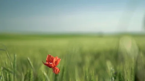 Red Flower Focus in the Green Fields 4K Stock Footage 82162356