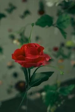 Red flower on focus Stock Photos