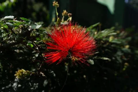 Red Flower in Focus Stock Photos