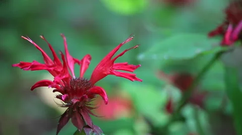 Red Flower With Focus Pull - Green Leaves in Background Nature Stock Footage 55272638