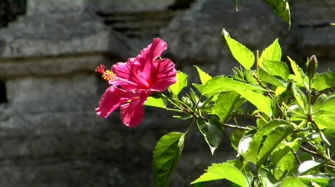 Red flower Stock Footage 108673